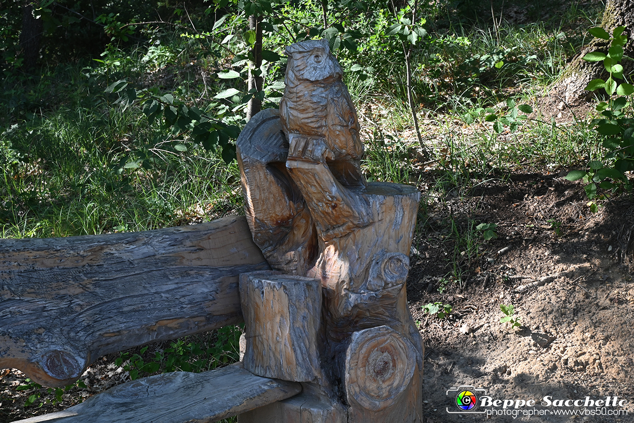 VBS_4723 - Il bosco fatato - Montaldo Roero.jpg